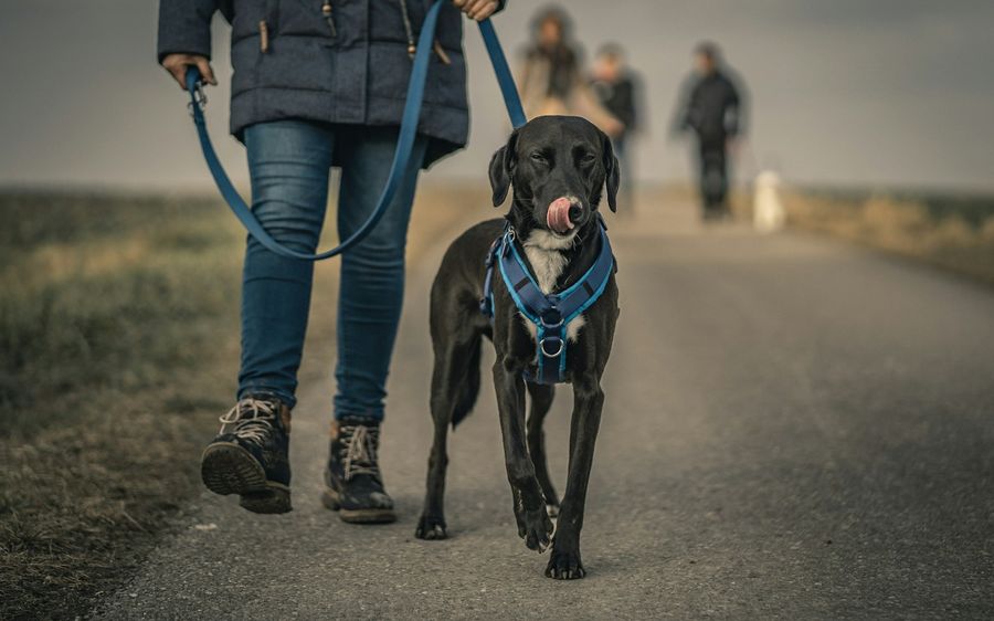 Un chien noir en harnais bleu marche en laisse aux côtés de son propriétaire, sur un chemin de campagne.