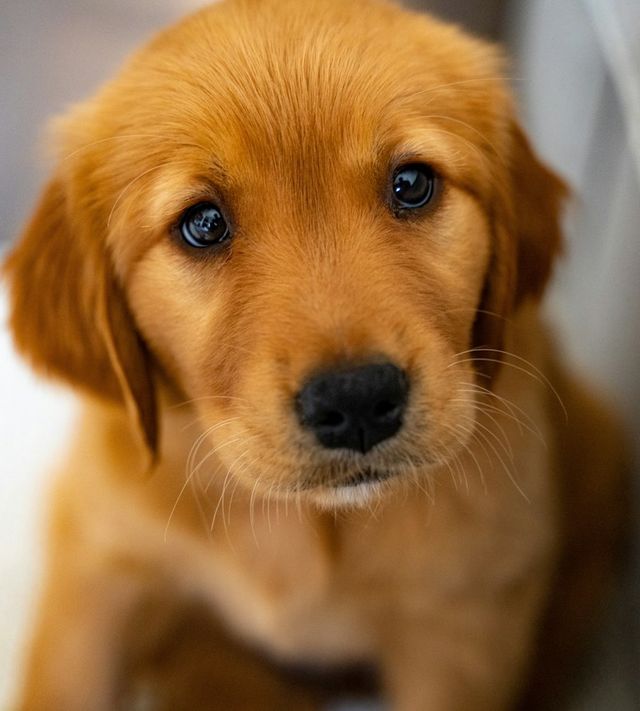 Un chiot golden retriever regarde l'objectif.