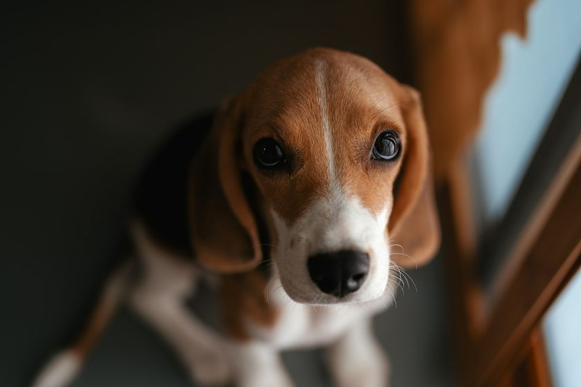 Un chiot beagle, assis sur un sol sombre, lève les yeux vers l'objectif.