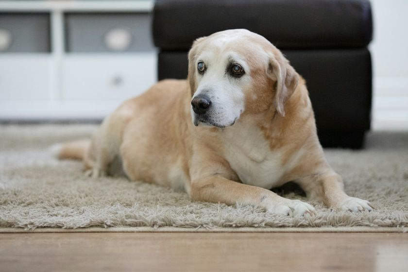 Un labrador âgé, couché sur un tapis dans un salon clair, regarde sur le côté.
