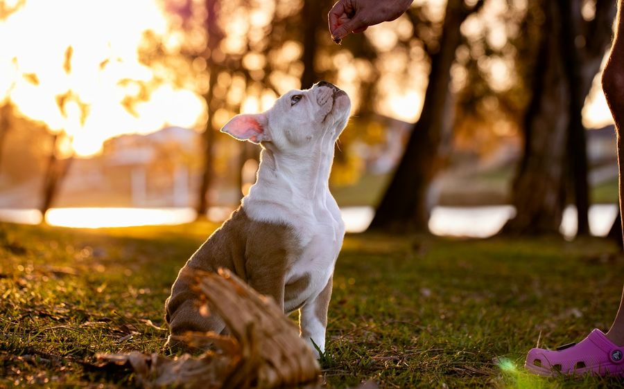 Un chiot blanc et fauve, assis dans l'herbe, lève le museau vers une main qui tient une friandise.