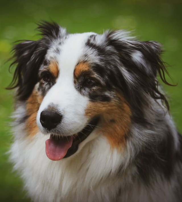 Berger australien bleu merle aux marques feu, en portrait sur fond de verdure.
