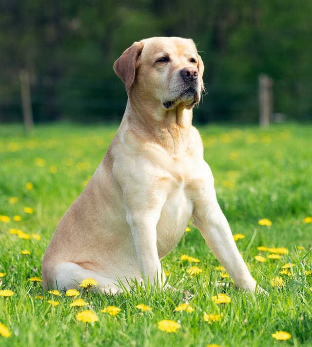 Labrador Retriever adulte au pelage sable, assis dans une prairie fleurie.