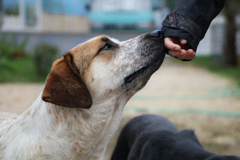 Un chien blanc et fauve tend le museau vers la main d'une personne pour la sentir.