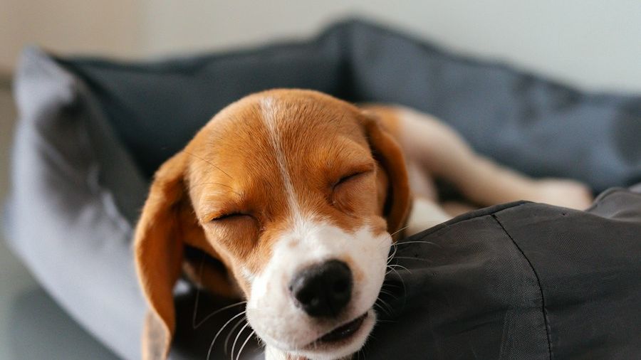 Un chiot beagle dort, la tête posée sur le rebord de son panier.