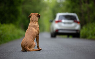 je ne peux plus garder mon chien comment faire